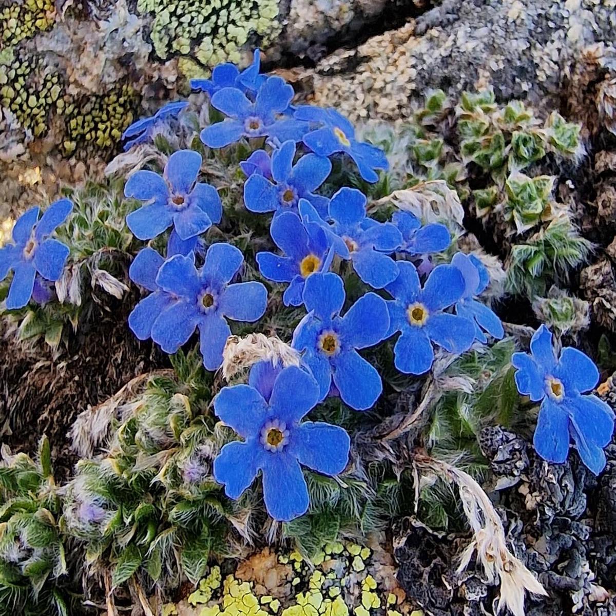 Alpine Flower Seeds for Planting  Heirloom, Non-GMO, Cottage Garden Essential Organic Garden Seeds
