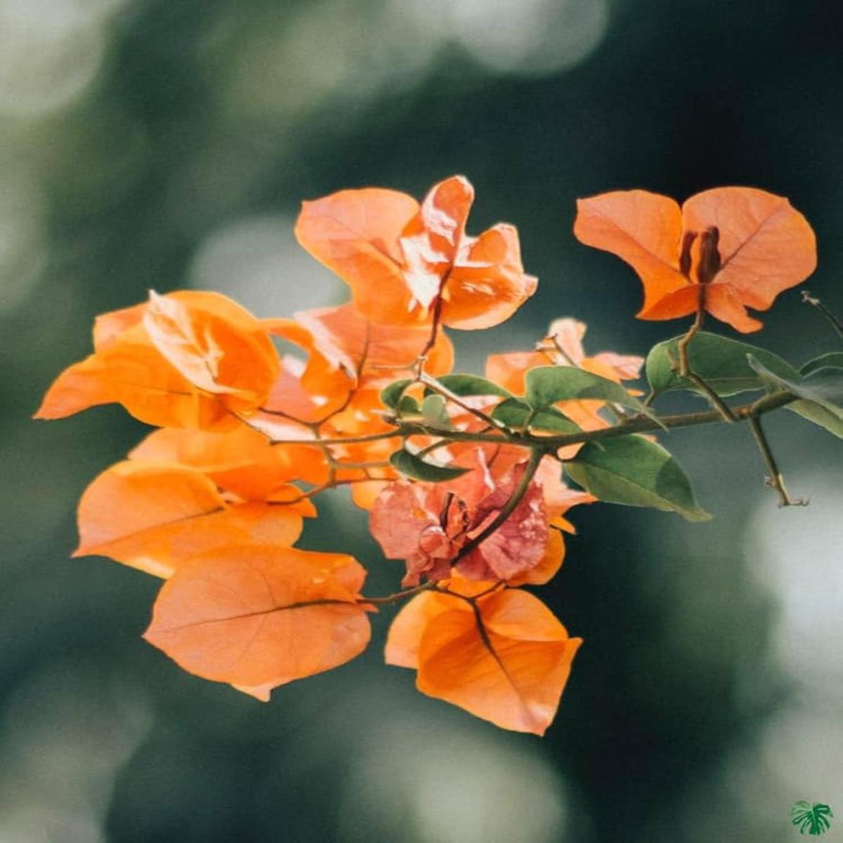 Bougainvillea Orange Flower Seeds for Planting  Heirloom, Non-GMO, High Germination Organic Garden Seeds