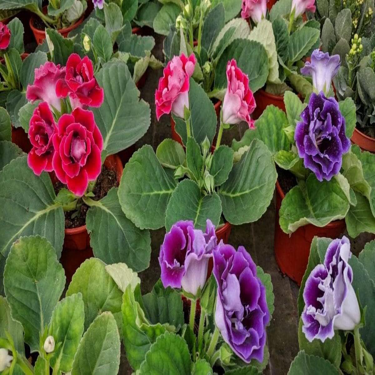 Gloxinia Red and Purple Flower Seeds for Planting Bright Blooms, Heirloom, Non-GMO, High Germination