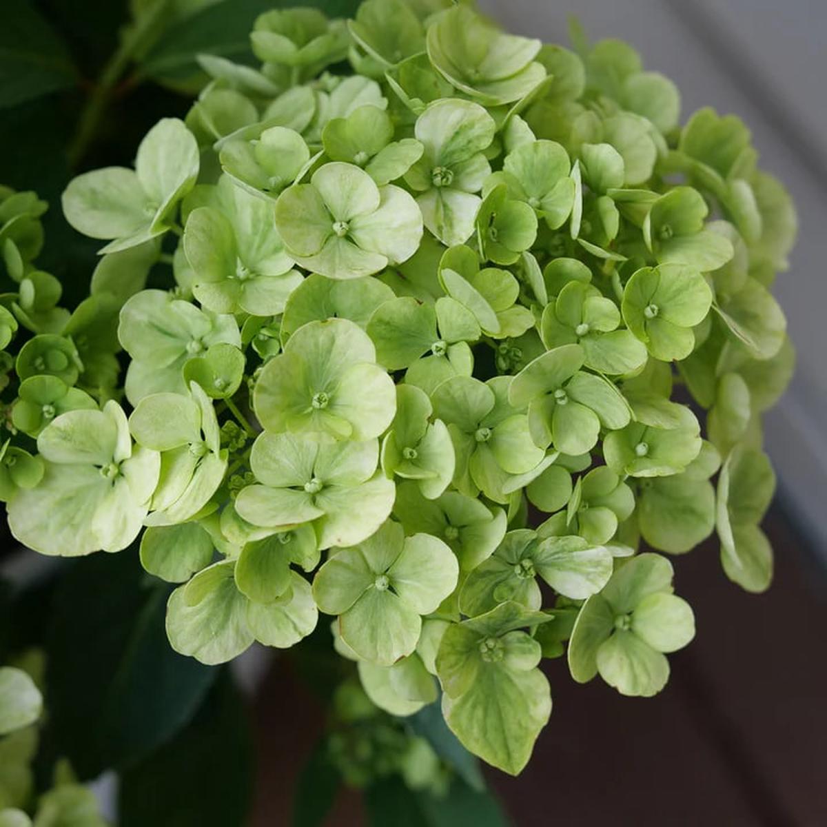 Green Cascade Flower Seeds for Planting Heirloom, Non-GMO, High Germination Organic Garden Seeds