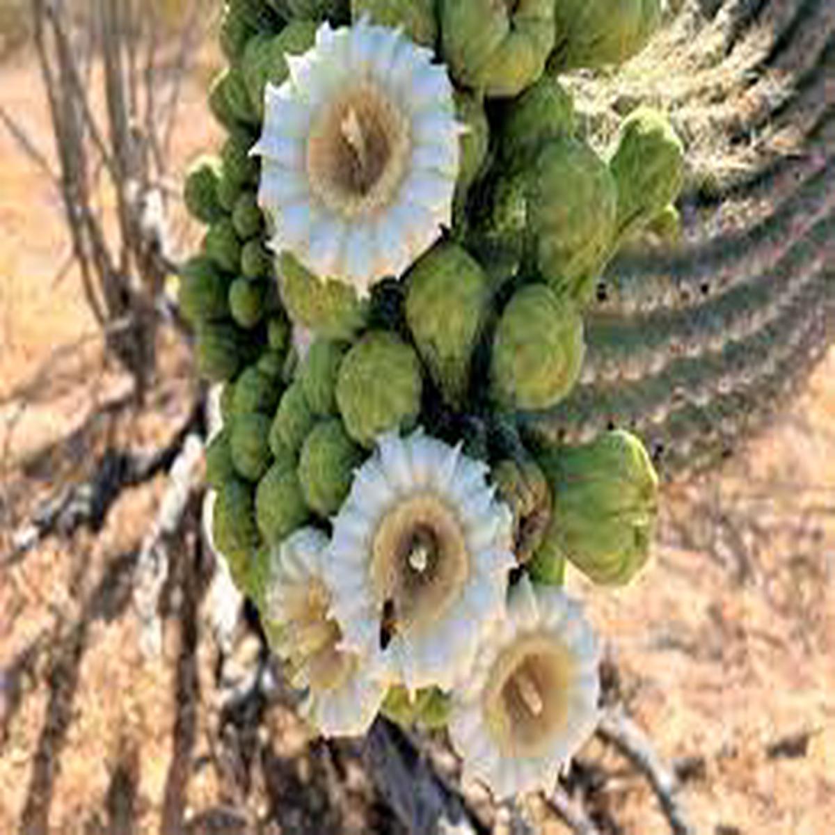 Green Saguaro Flower Seeds for Planting Heirloom & Non-GMO Garden Seeds