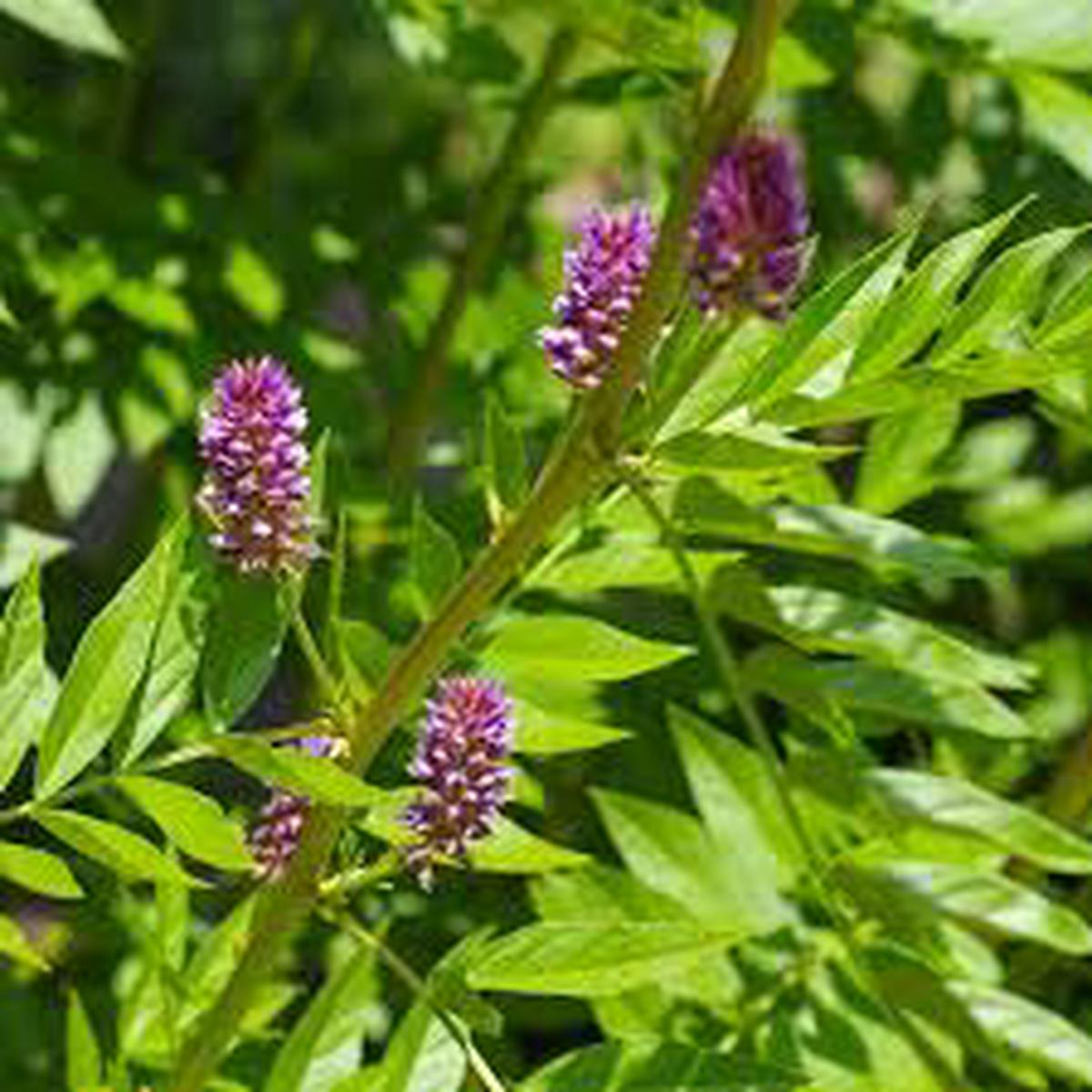 Licorice (Glycyrrhiza glabra) Seeds for Planting  Heirloom, Non-GMO Medicinal Herb for Sweet Root & Wellness Gardens