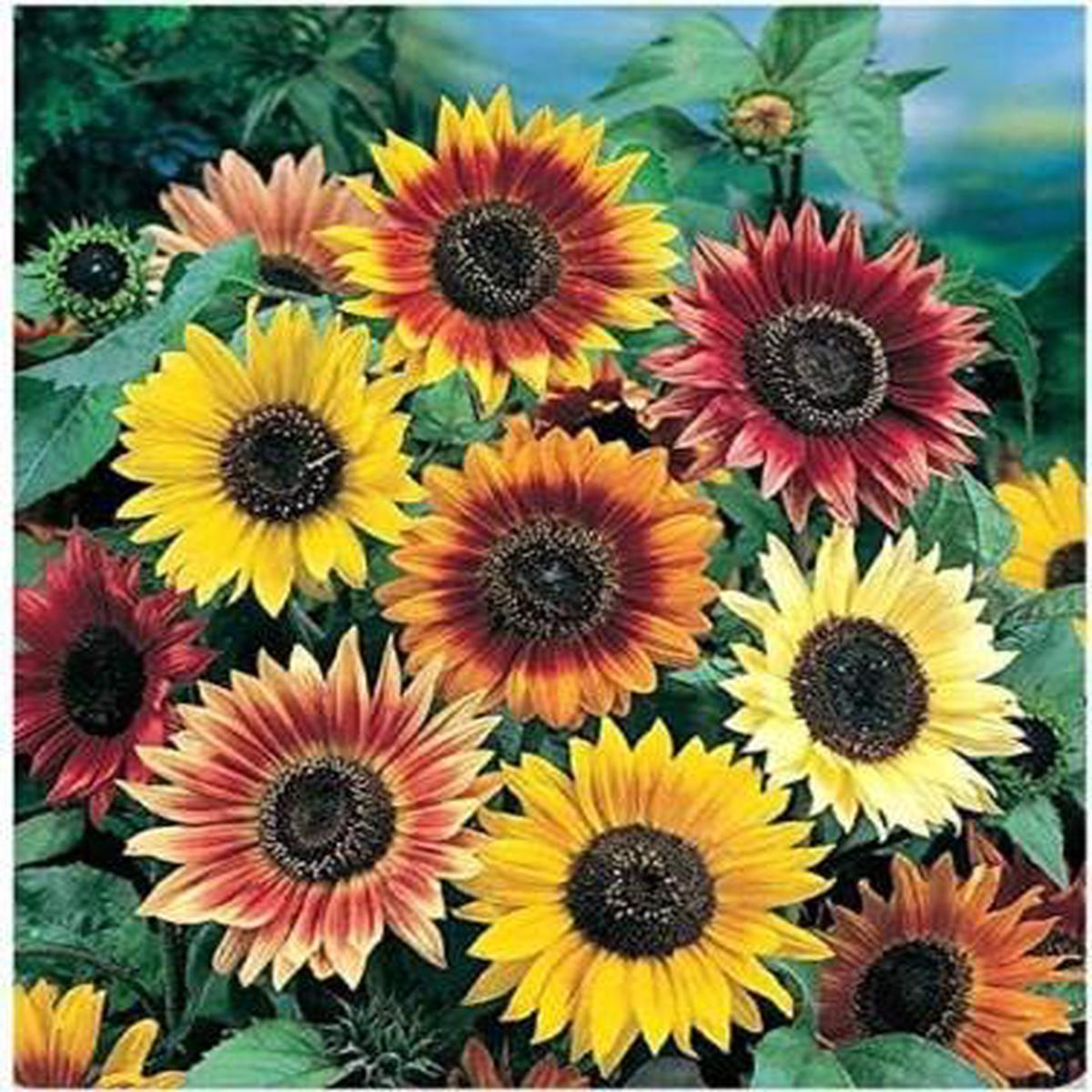 Sunflower Seeds for Planting Multi-Coloured Heirloom, Non-GMO, High Germination Organic Garden Seeds