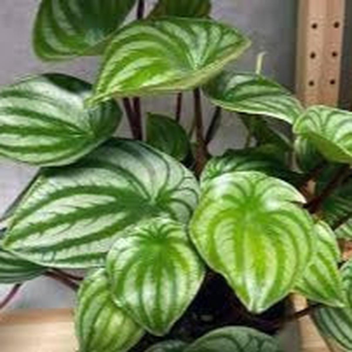 Watermelon Peperomia flower seeds for planting - Heirloom & Non-GMO Garden seeds, ornamental foliage for containers