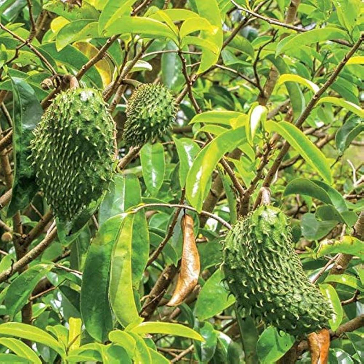 Annona Muricata Soursop fruit seeds for planting - Heirloom & Non-GMO Garden seeds