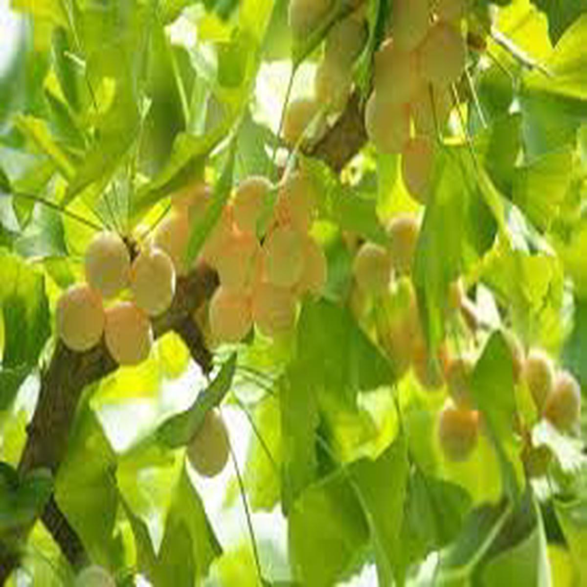 Biloba fruit seeds for planting - Heirloom & Non-GMO Garden seeds, hardy unique fruit trees for outdoor gardens