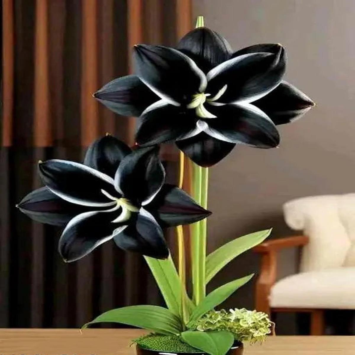 Black Amaryllis Flower Seeds for Planting Wildflower Mix | Heirloom Non-GMO High Germination Seeds