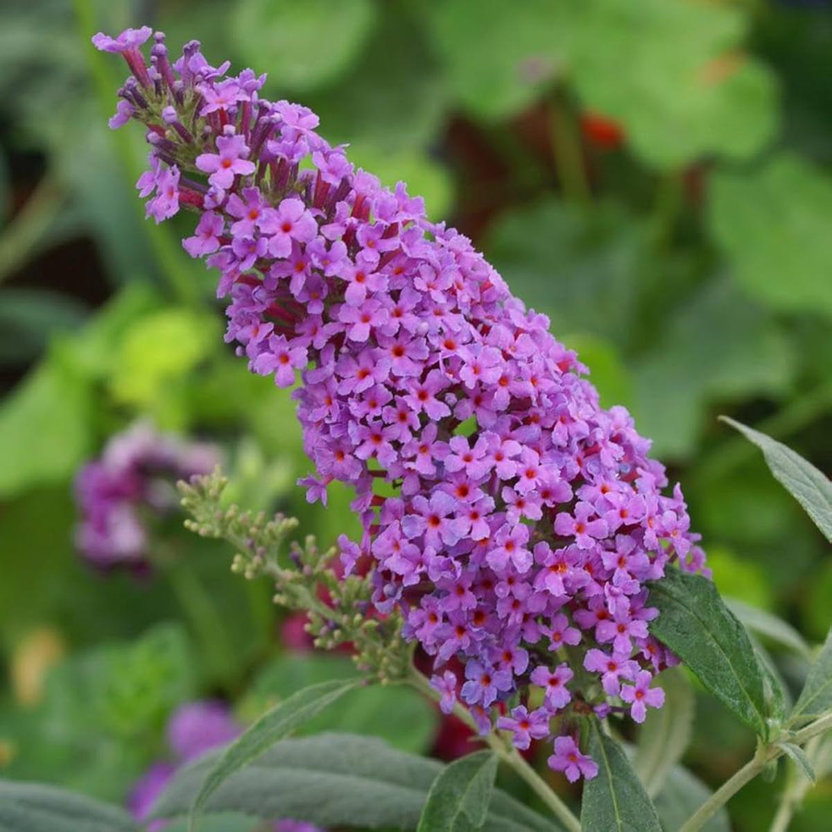 Blue Buddleia Butterfly Bush Flower Seeds for Planting | Heirloom Non-GMO High Germination