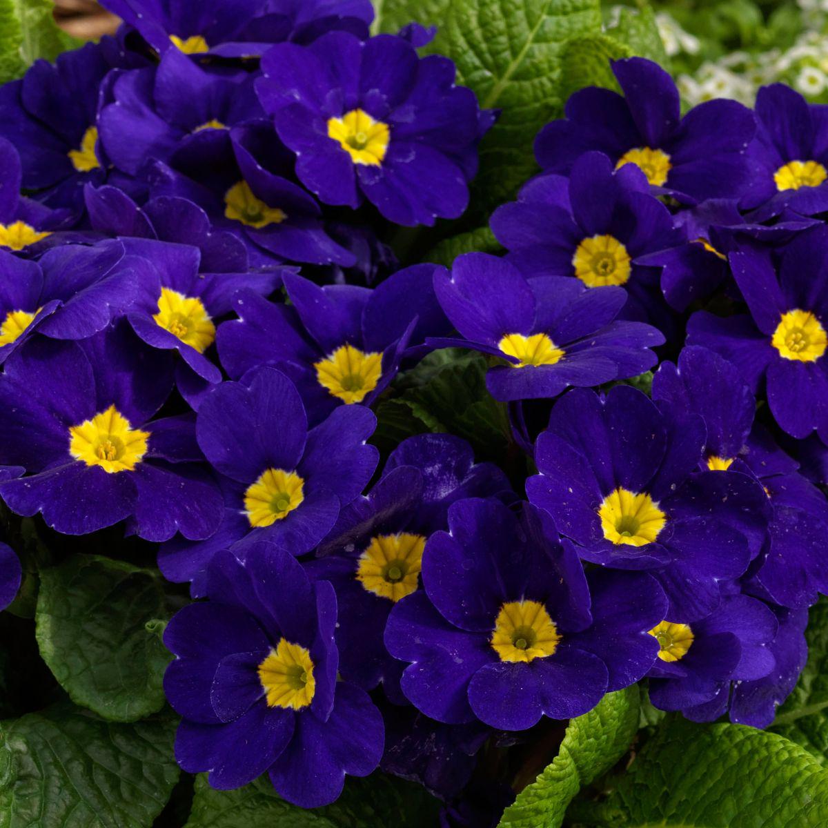 Blue Cobalt Primrose Seeds Heirloom, Non-GMO, Garden Favorite