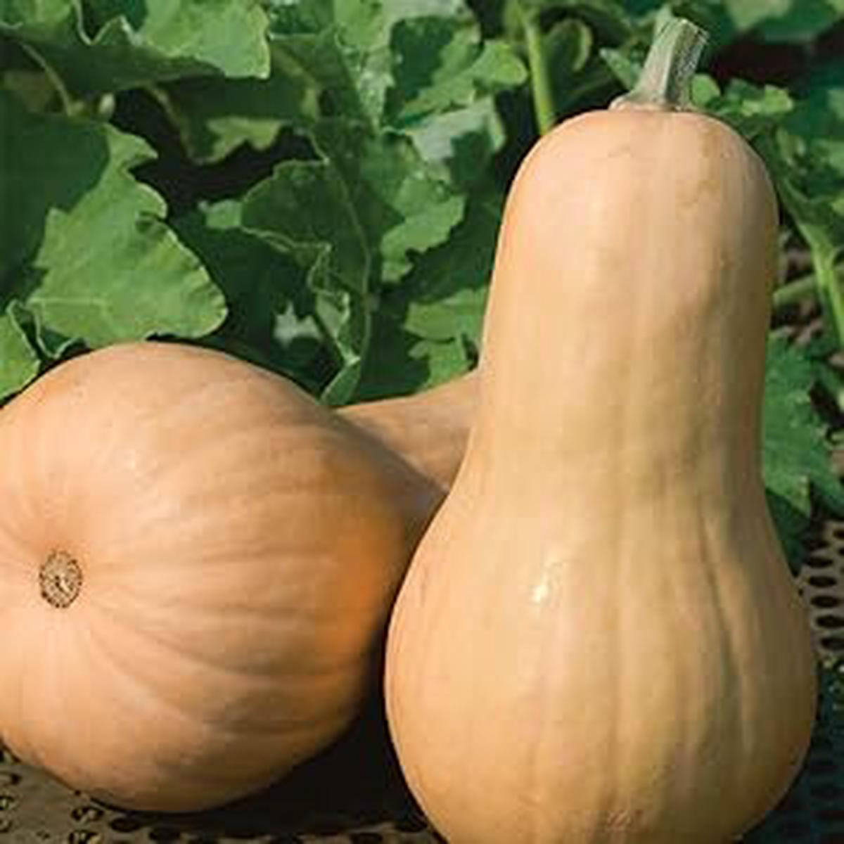 Brown Gourd Seeds  Heirloom NonGMO Edible & Ornamental Vegetable Garden Seeds for Planting, Organic Garden Seeds