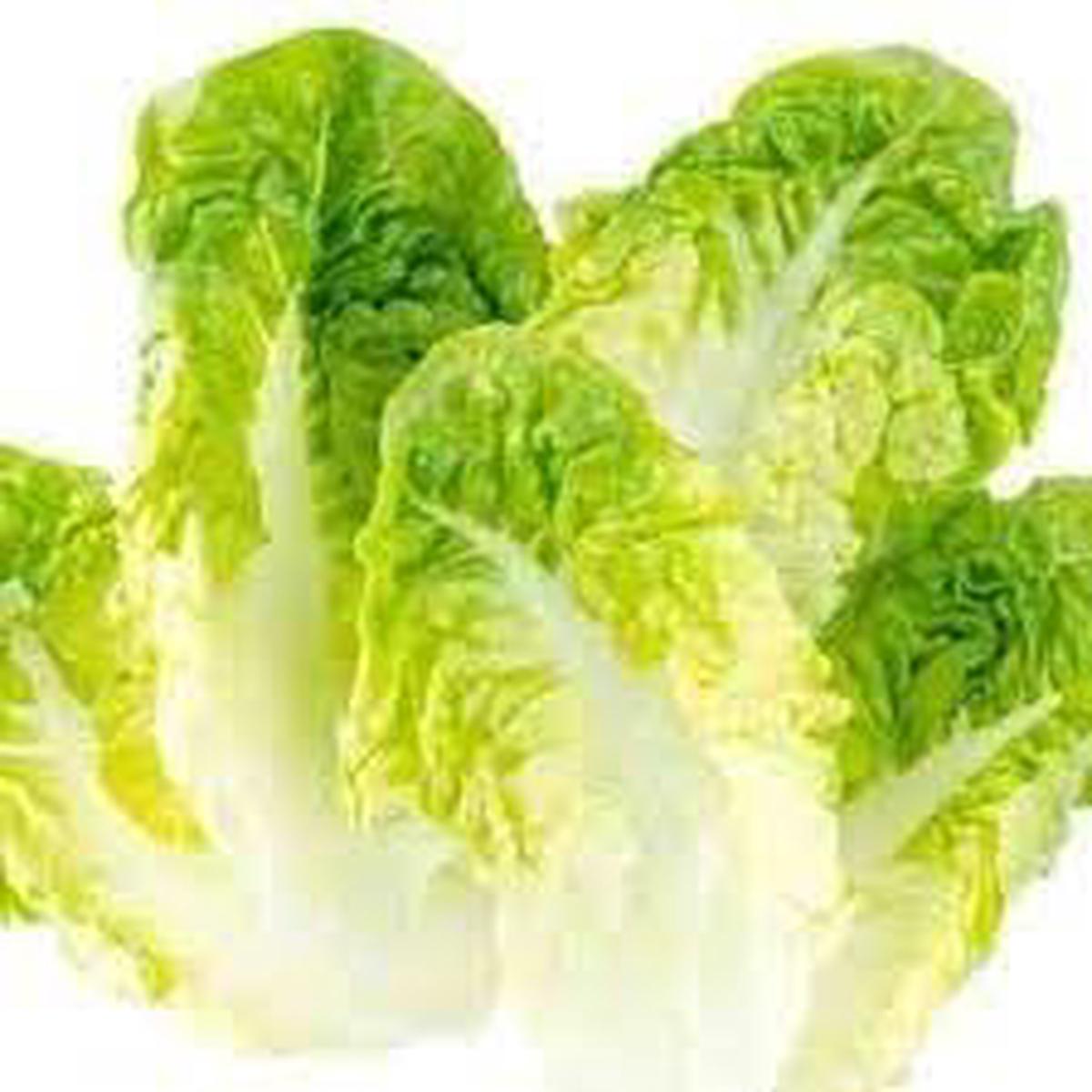 Butterhead Lettuce Seeds for Planting  Heirloom, Non-GMO, Organic Garden Seeds  High Germination, Soft Leaf Variety