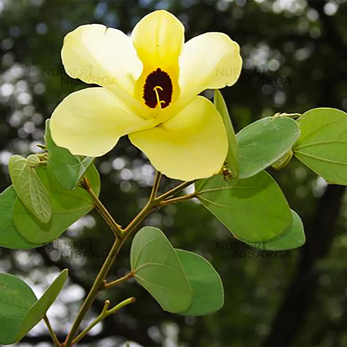 Cytisus Battandieri Flower Seeds for Planting | Heirloom, Non-GMO, High Germination Organic Garden Seeds