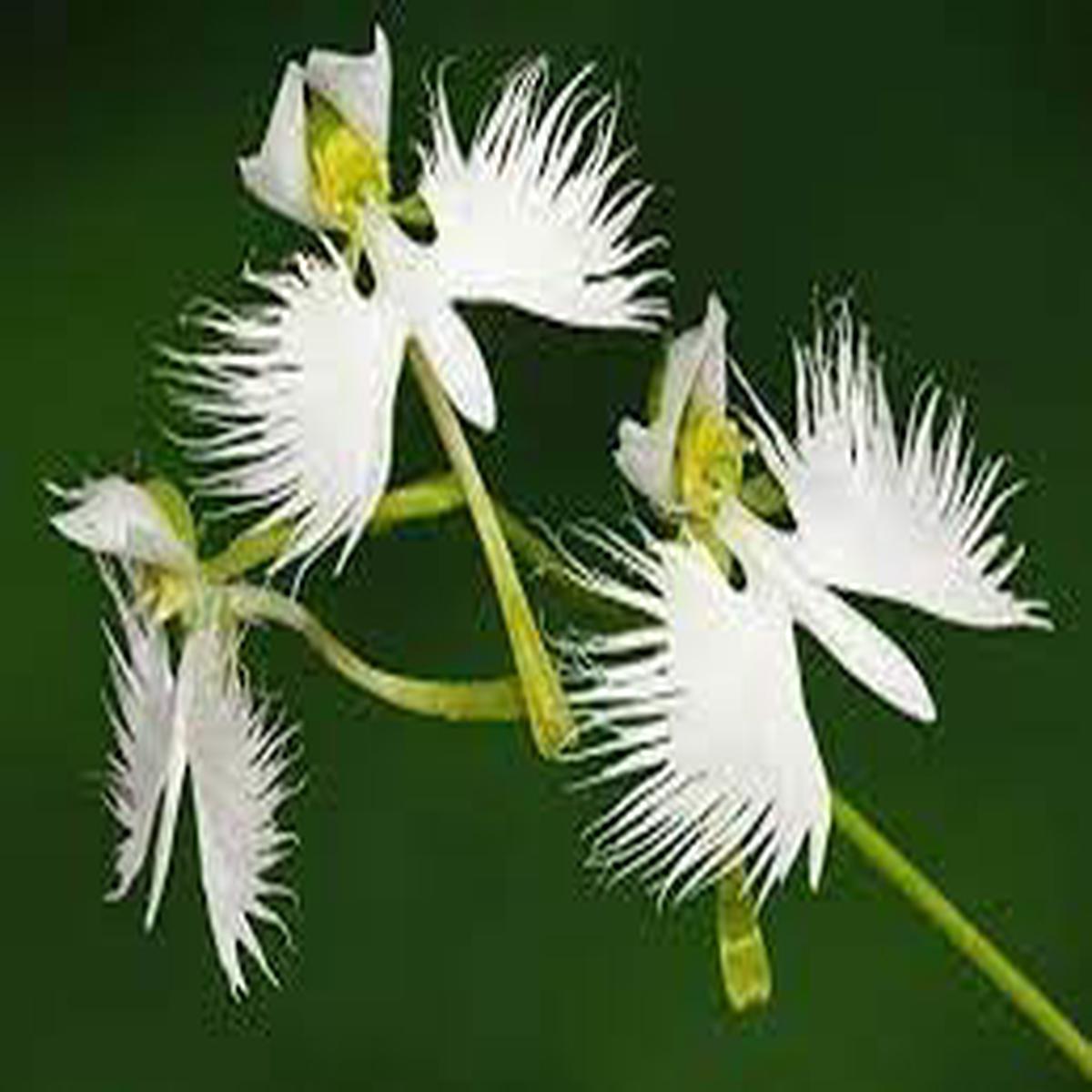 Dove Orchids Flower Seeds for Planting Bright Blooms, Heirloom, GMO Free Organic Garden Seeds