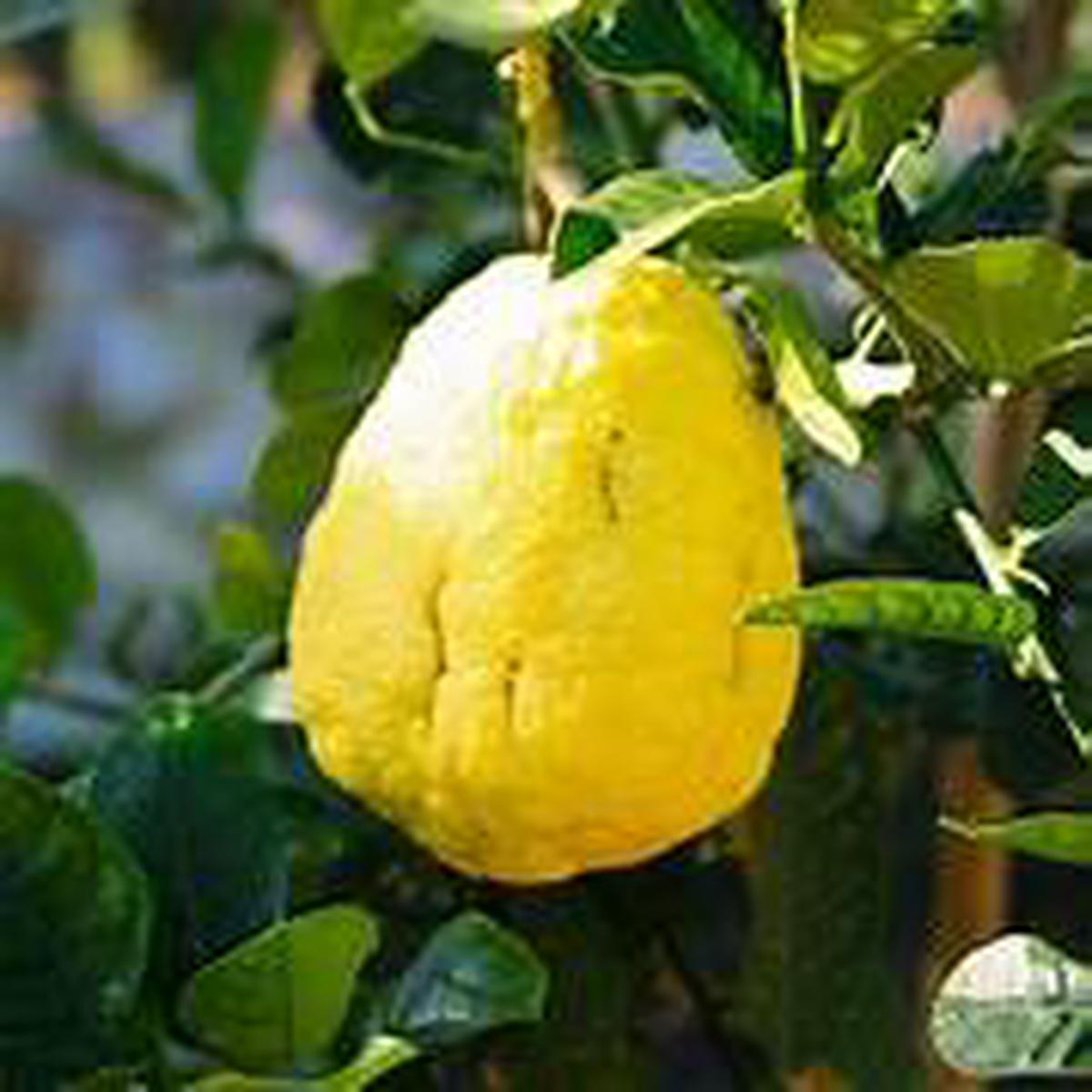 Esrog fruit seeds for planting - Heirloom & Non-GMO Garden seeds, unique citron for fragrant and ceremonial use