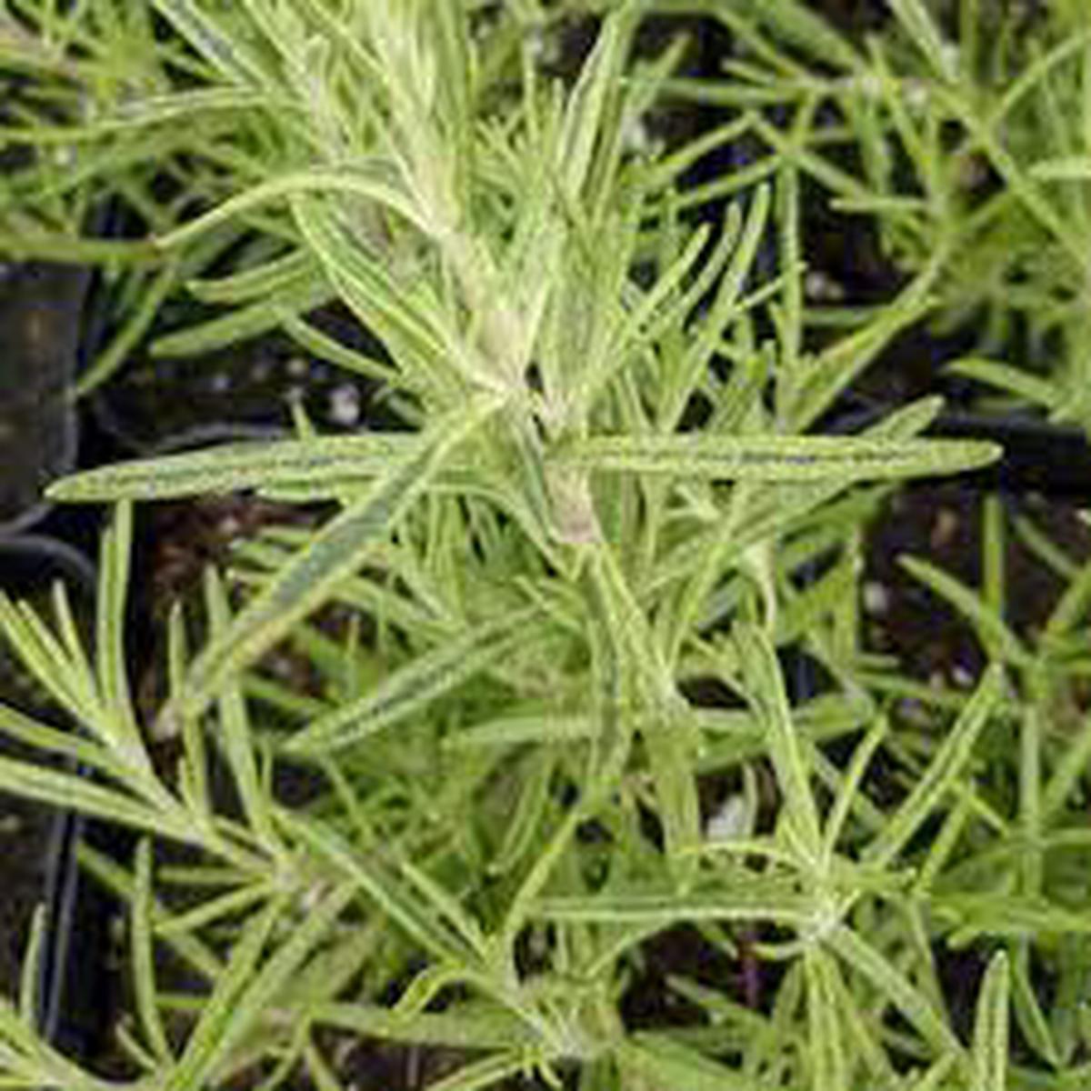 Golden Rain Rosemary Herb Seeds for Planting Heirloom, Non-GMO, High Germination Organic Garden Seeds for Indoors & Outdoors