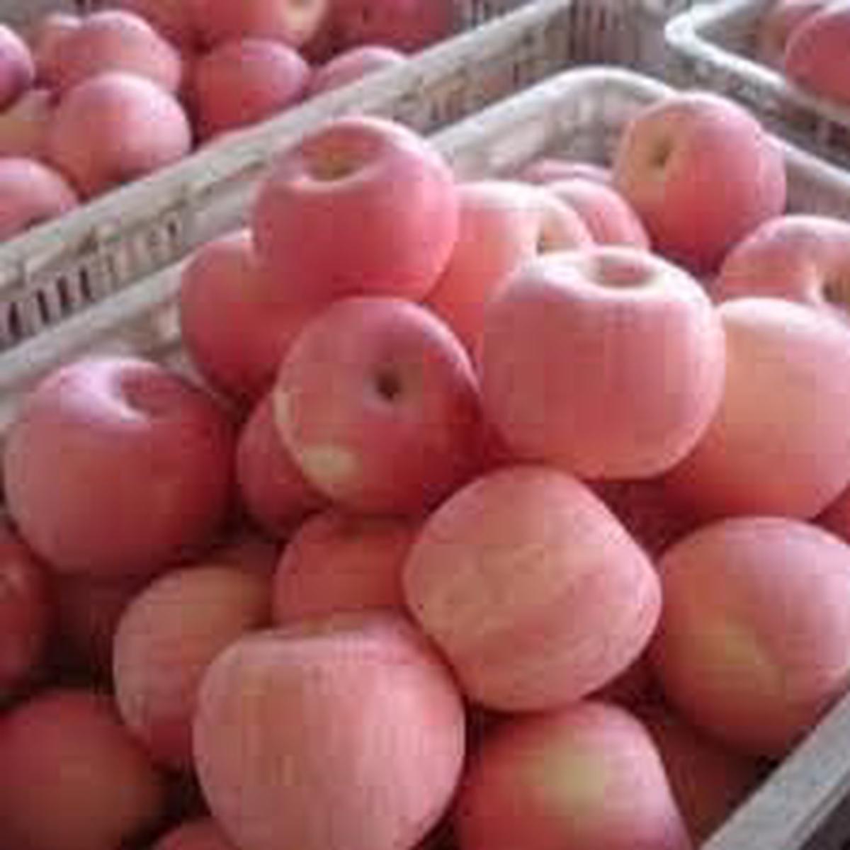 Grape Fruit Seeds for Planting Heirloom, Non-GMO Lush Fruit-Bearing Garden Vine Seeds