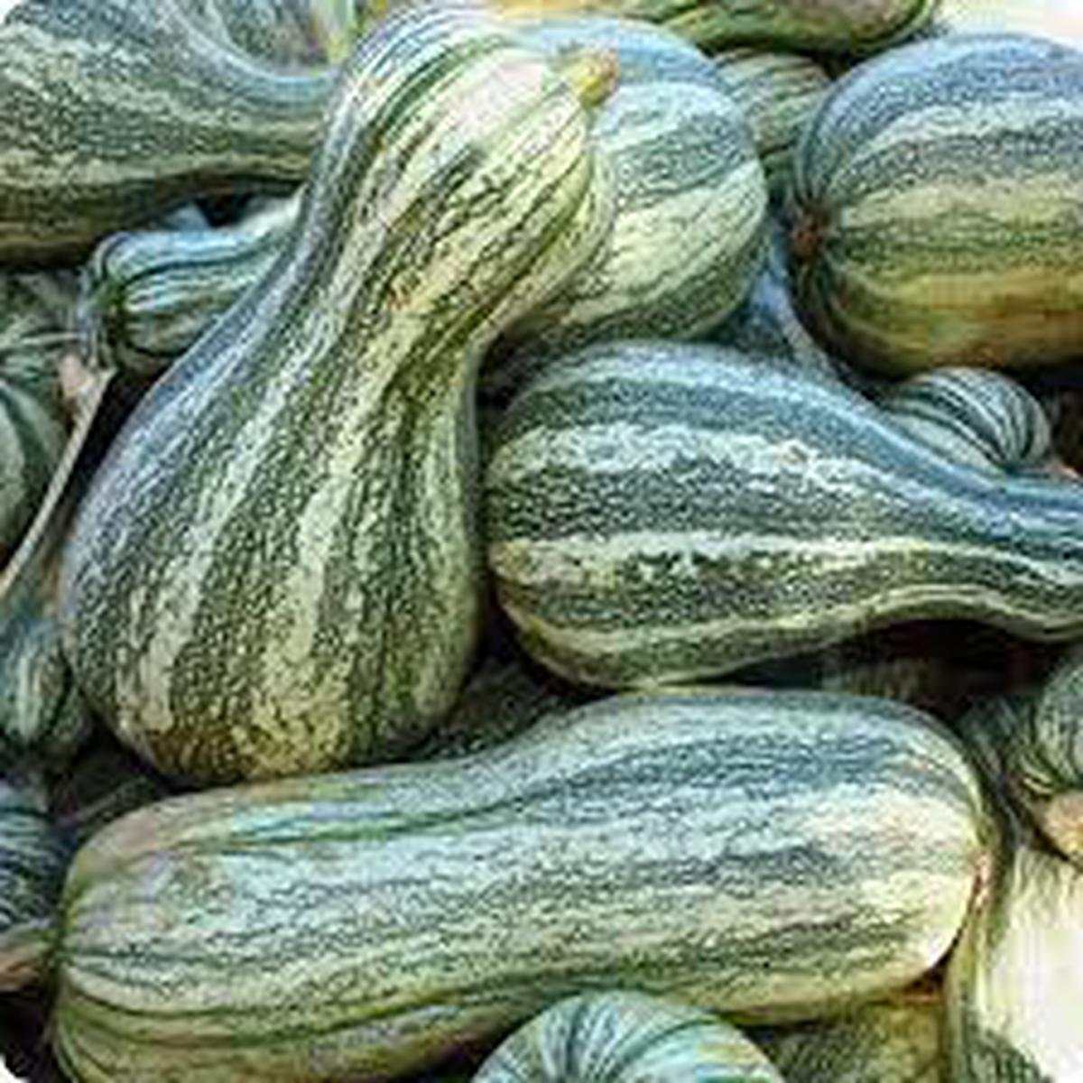 Green Cushaw Vegetable Seeds for Planting Heirloom & Non-GMO Squash Seeds for Baking & Roasting