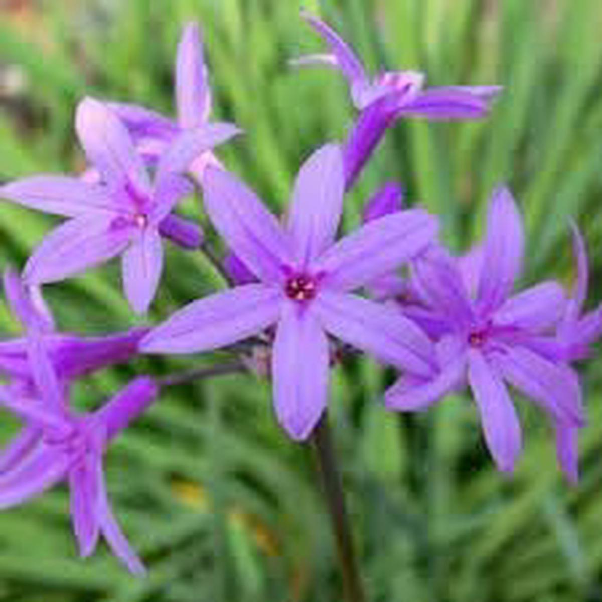 Heirloom Tulbaghia Flower Seeds Non-GMO, High Germination Organic Garden Seeds