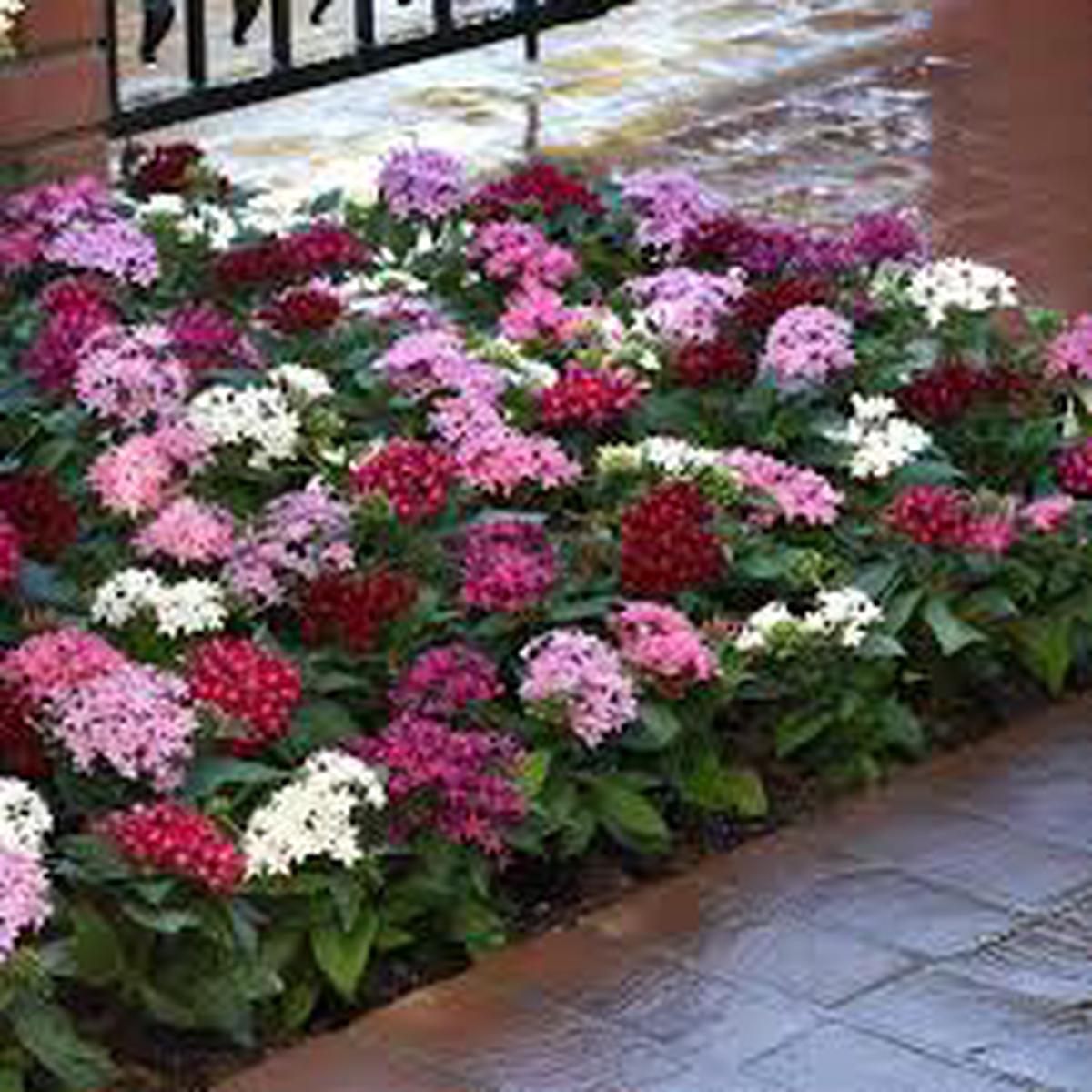 Mixed Star Pentas Flower Seeds for Planting Shade Tolerant, Heirloom & Non-GMO