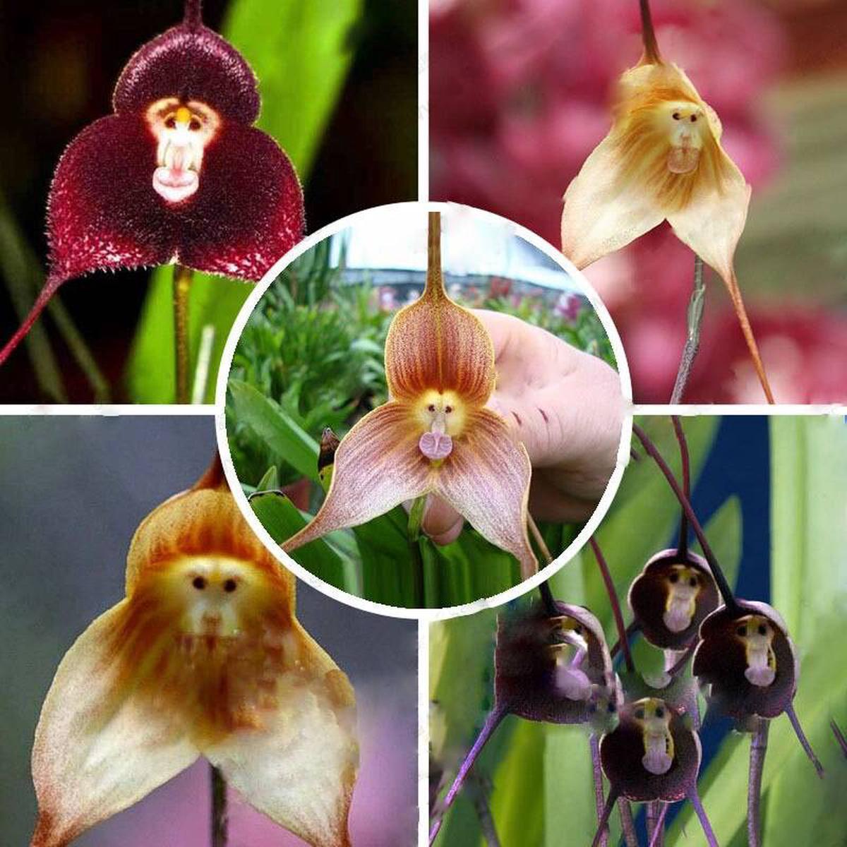 Monkey Orchids Flower Seeds for Planting Pollinator Friendly, Heirloom, Non-GMO & High Germination Seeds