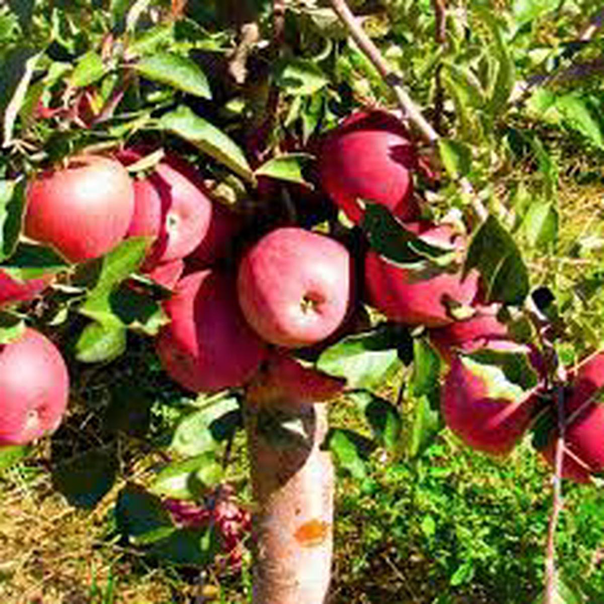 Pink Lady Apple Fruit seeds for planting Heirloom & Non-GMO Garden seeds