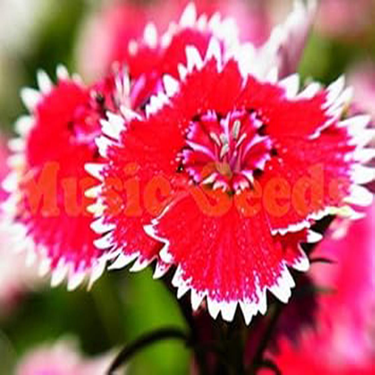 Red Ginsenoside Herb Seeds  Heirloom, Non-GMO Seeds for Garden Planting with Rich Aroma