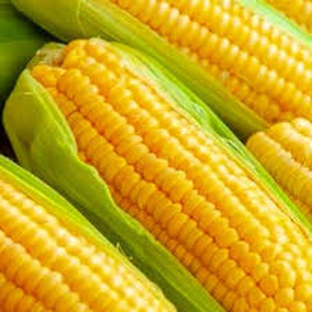 Sweet Corn Golden Bantam Seeds Non-GMO, Heirloom, High-Yield Sweetcorn Variety