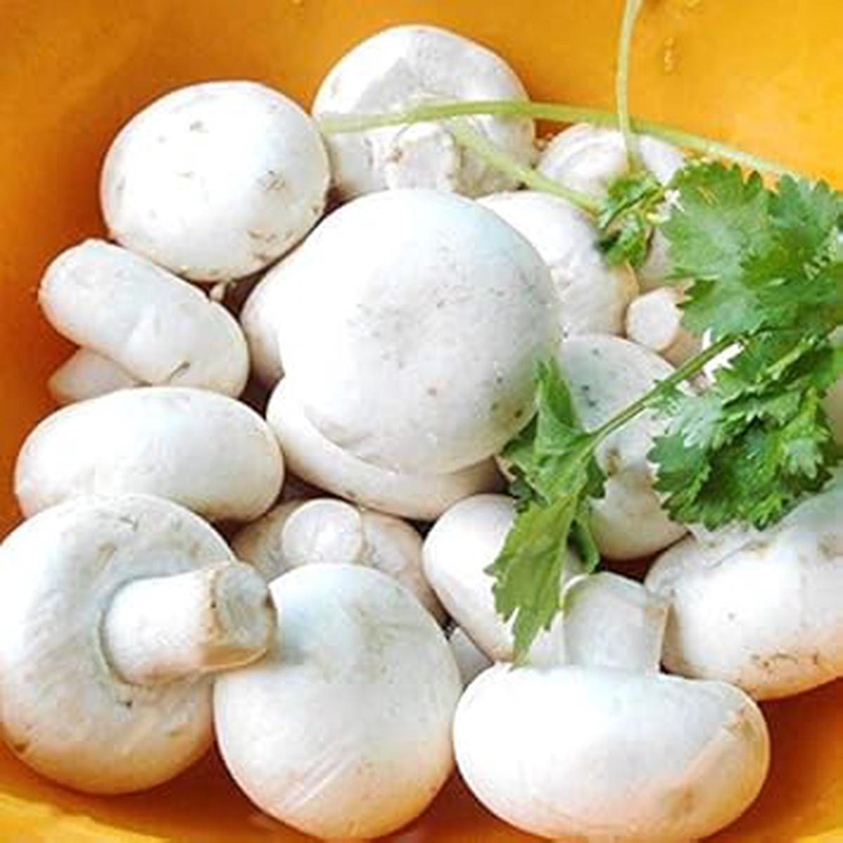 White Mushroom Seeds for Planting  Heirloom, Non-GMO Spores, Clean Harvest  Organic Garden Seeds