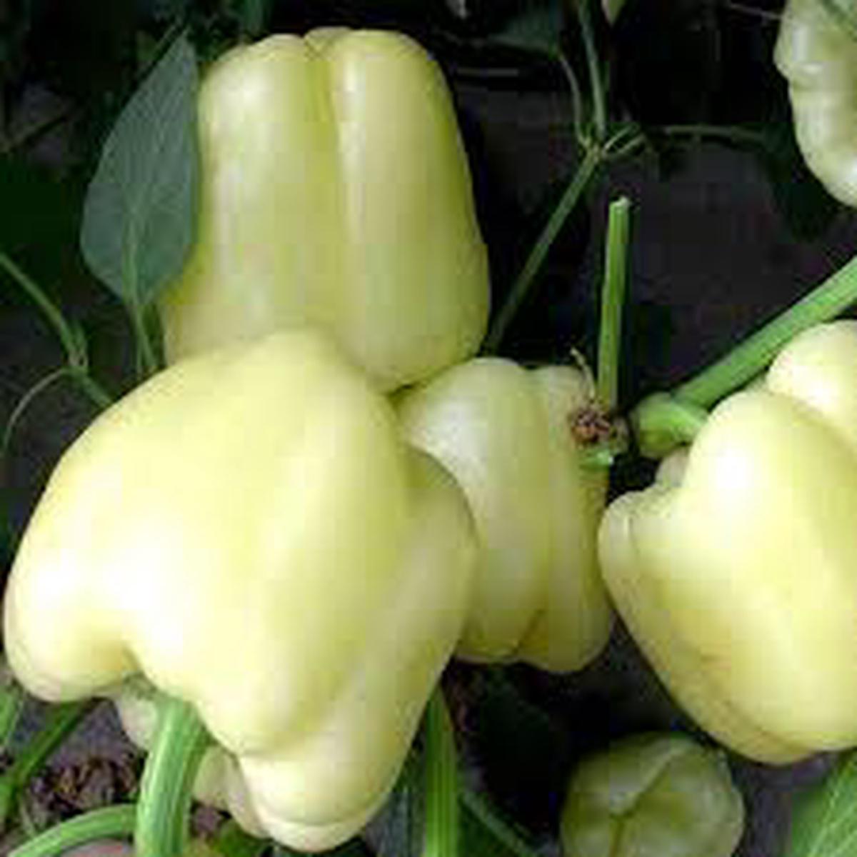 White Pepper flower seeds for planting - Heirloom & Non-GMO Garden Seeds