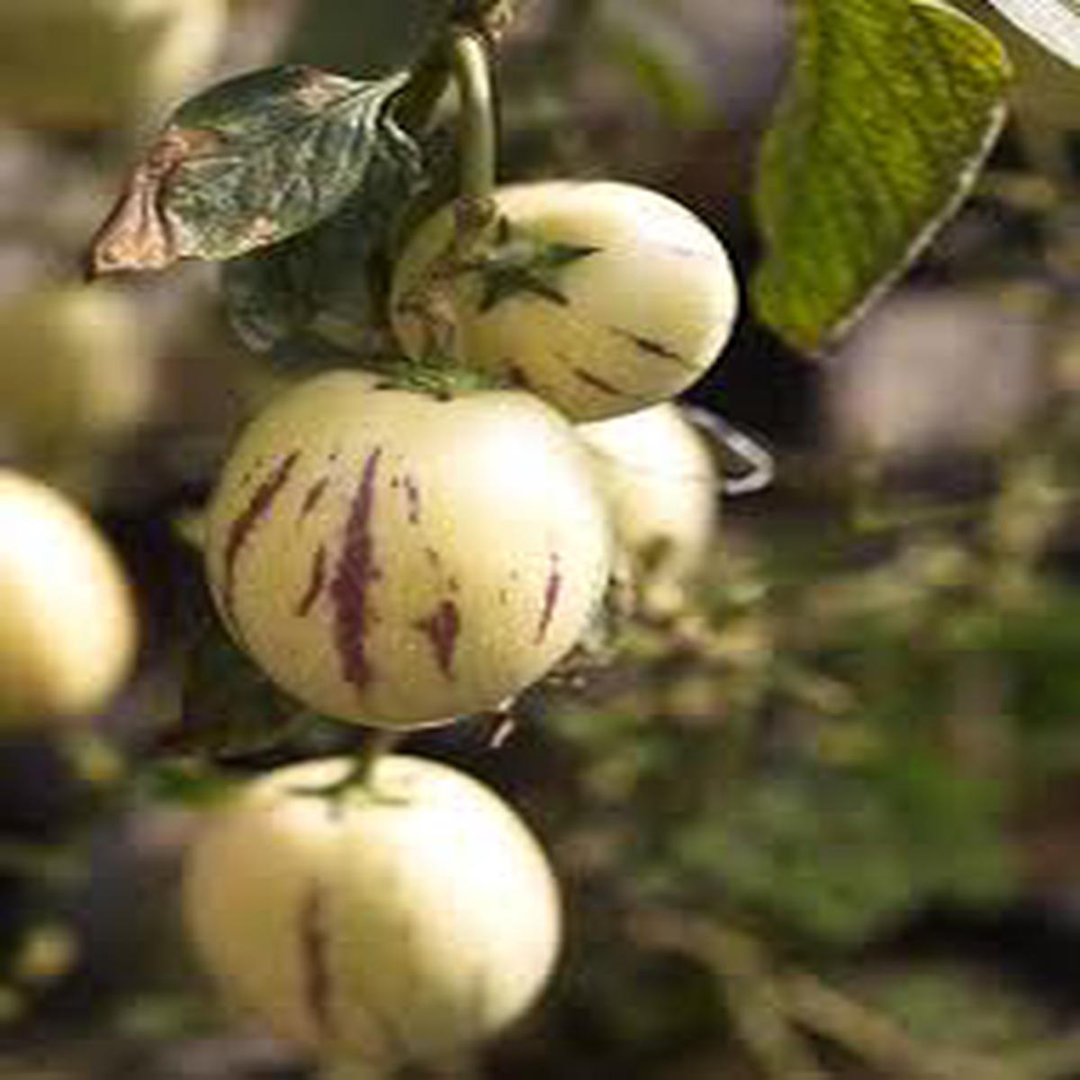 White-Purple Pepino Dulce Melon fruit seeds for planting - Heirloom & Non-GMO garden seeds for home growing