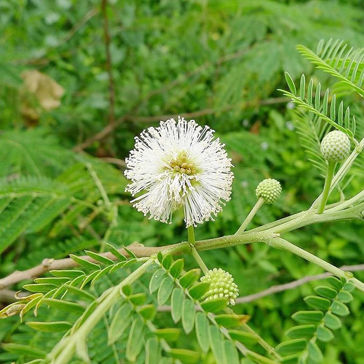 White Tamarind fruit seeds for planting  Heirloom & Non-GMO garden seeds, fast-growing tropical edible shrub