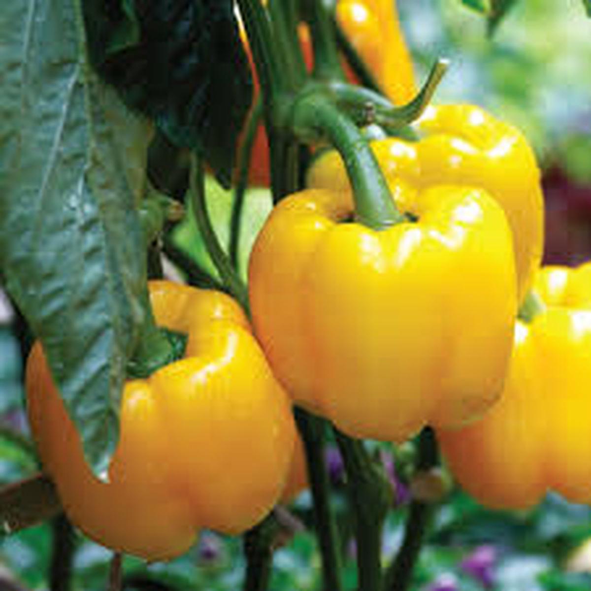 Yellow Bell Pepper Seeds for Planting Heirloom Non-GMO Sweet Vegetable Organic Garden Seeds, High Germination