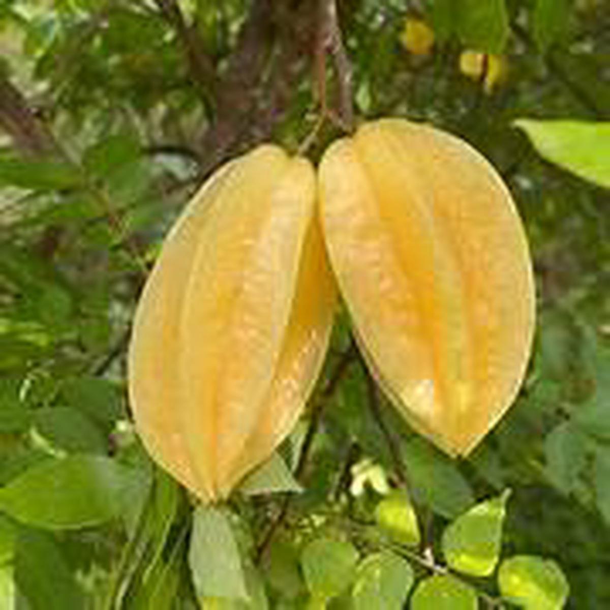 Yellow Carambola Starfruit Seeds  Tropical Fruit Seeds for Garden or Backyard Growing