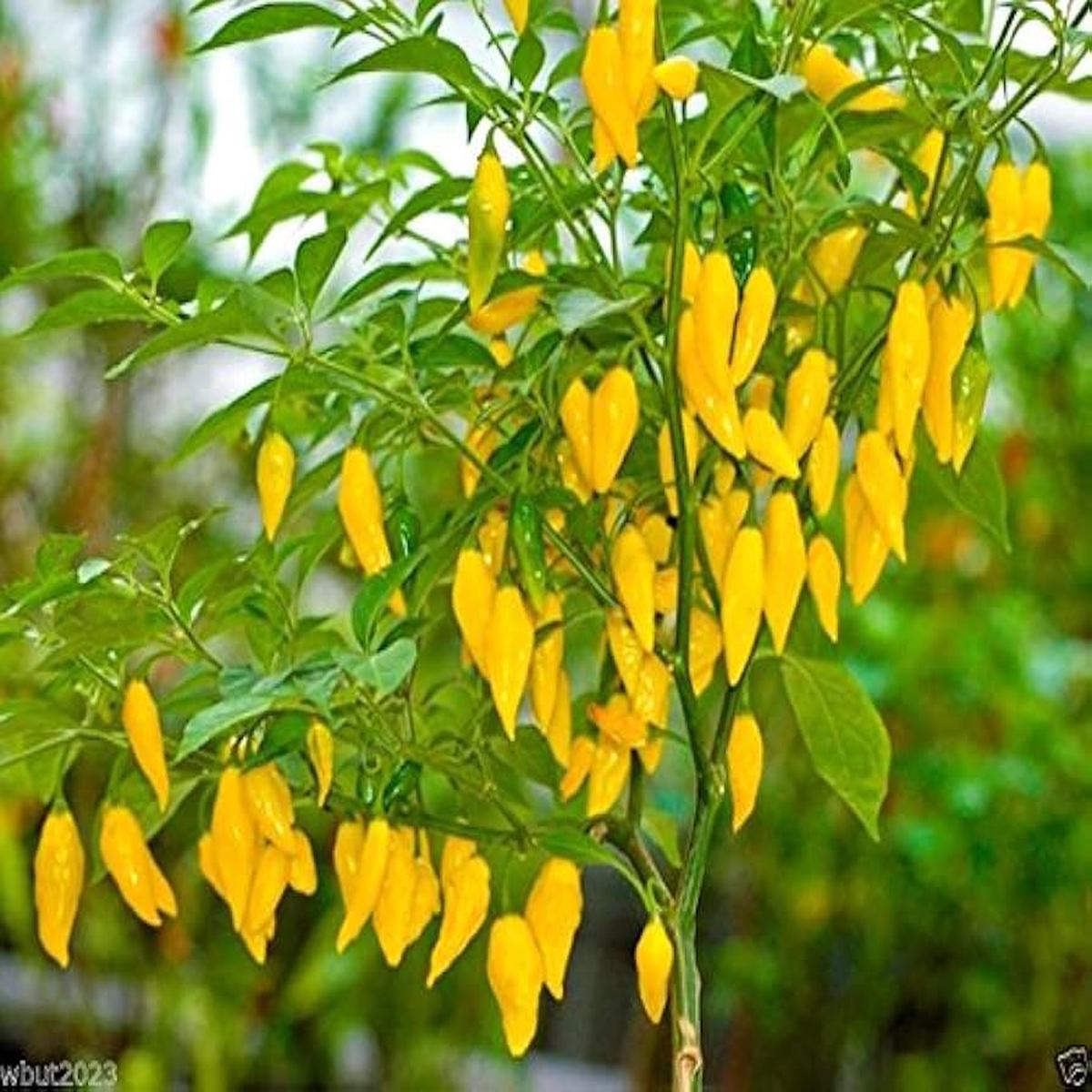 Aji Lemon Drop Pepper Seeds Heirloom Non-GMO Organic Citrusy Hot Chili Seeds for Planting