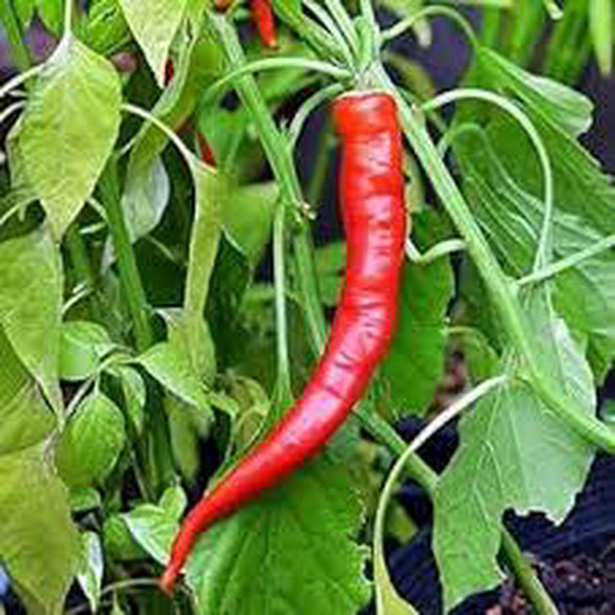 Anhui Sweet Cow-Horn Pepper Seeds for Planting Heirloom, Non-GMO, High Germination Organic Garden Seeds