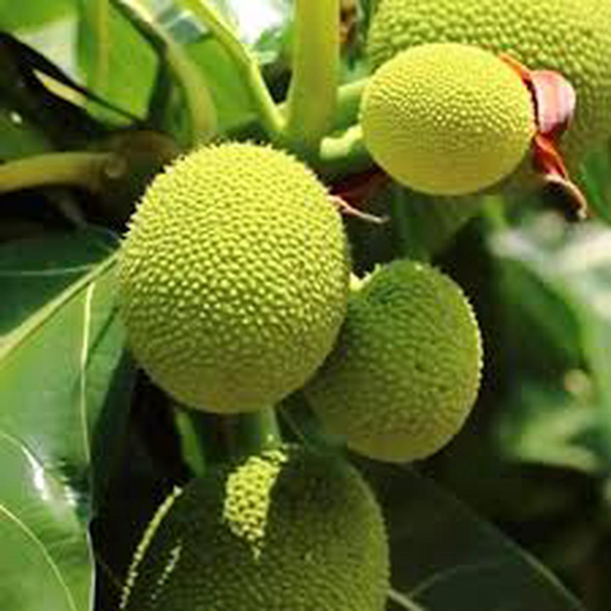 Artocarpus Breadfruit altilis Seeds for Planting  Heirloom, Non-GMO, High Germination Organic Tropical Fruit Tree Seeds