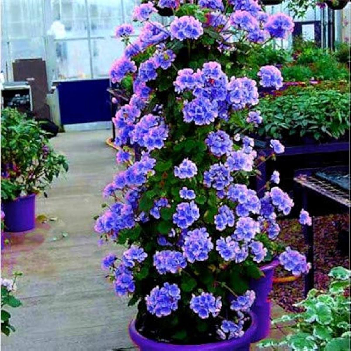 Blue Univalve Geranium Flower Seeds for Planting Premium Quality, Heirloom, Non-GMO, High Germination