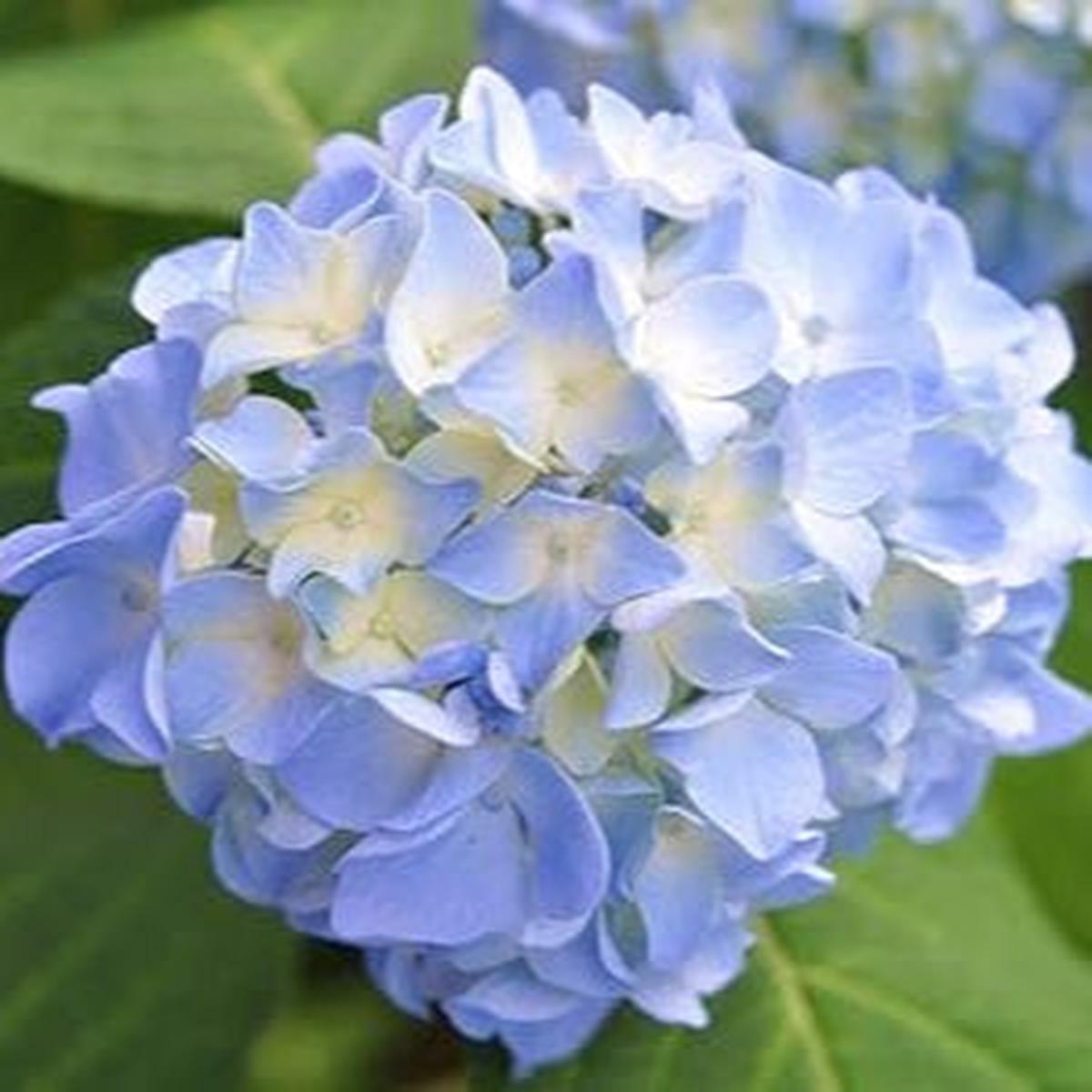 Blue White Hydrangea Flower Seeds for Planting Colorful Display, Heirloom, Non-GMO, Organic Garden Seeds