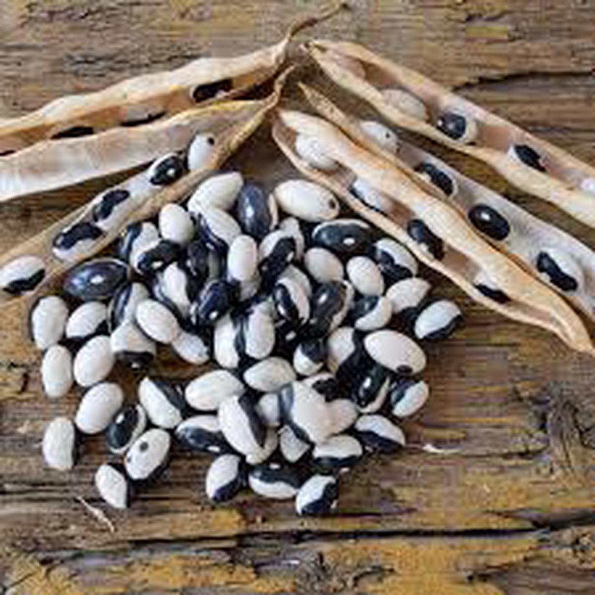 Brown White Calypso Bean Seeds for Planting  Heirloom & Non-GMO Seeds, Striking Bi-Colored Beans