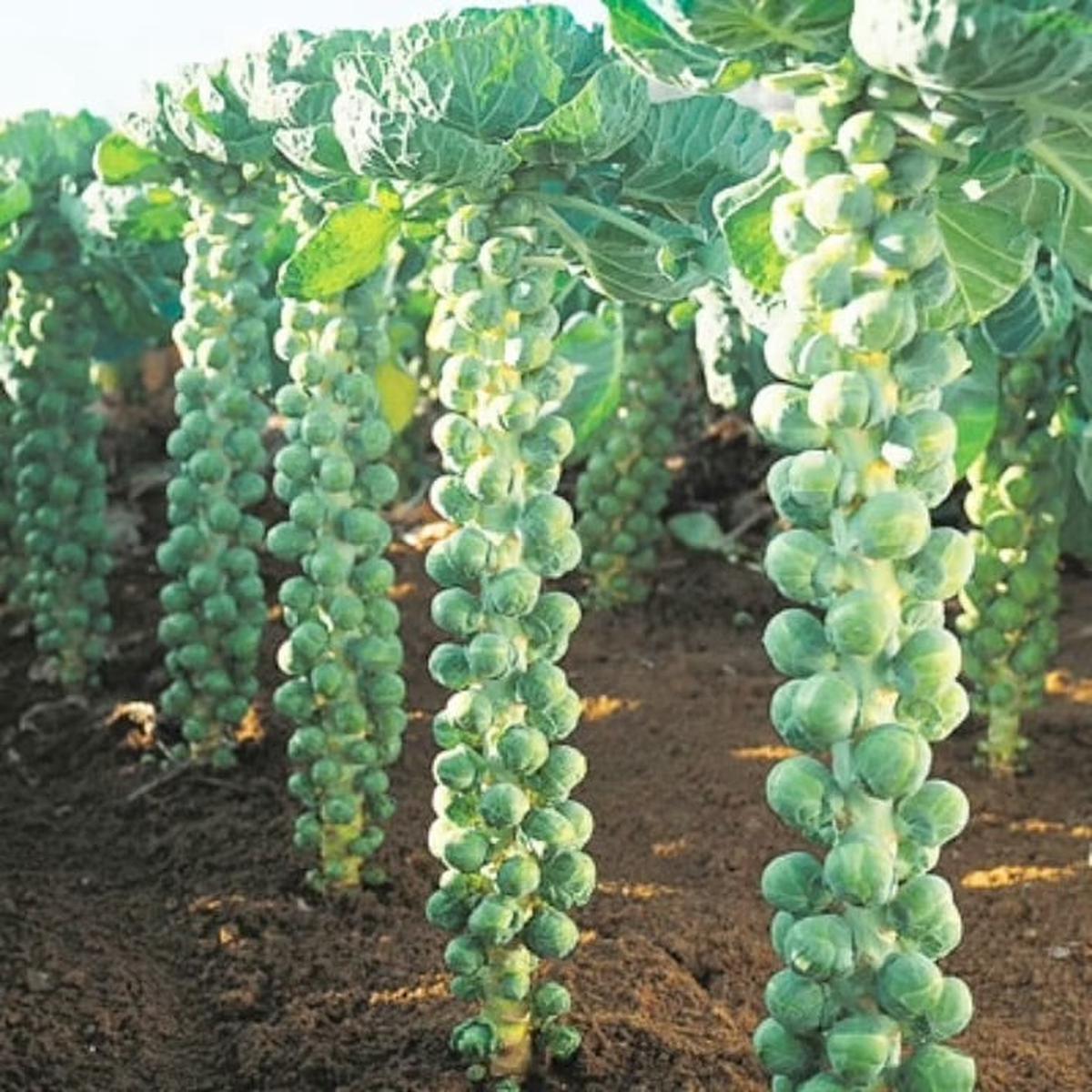 Brussels Sprouts Cabbage Seeds for Planting  Heirloom, Non-GMO, Nutritious Vegetable  High Germination