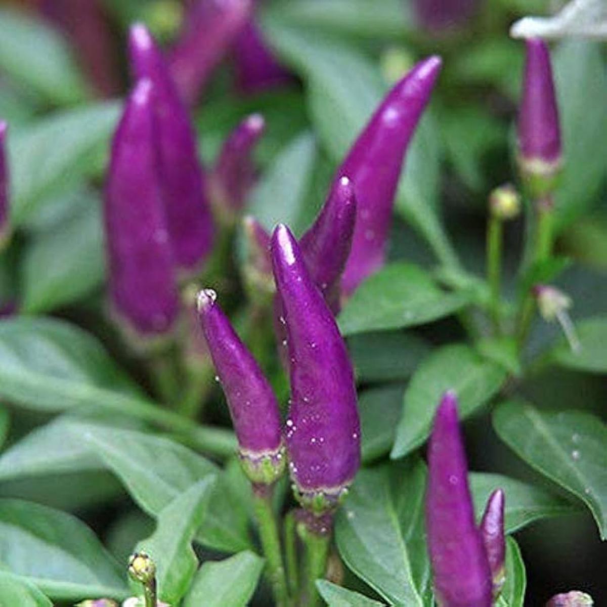 Chilli Pepper Seeds for Planting Heirloom & Non-GMO Seeds for Spicy and Flavorful Cooking