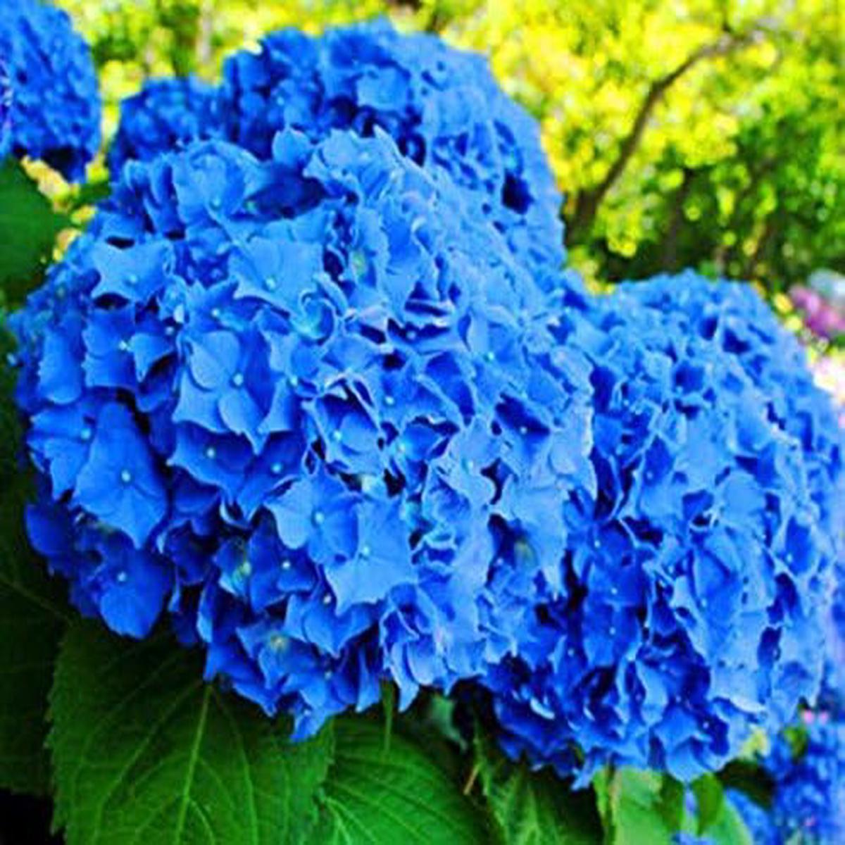 Deep Blue Geranium Flower Seeds for Planting Heirloom, Non-GMO, Hardy High Germination Variety
