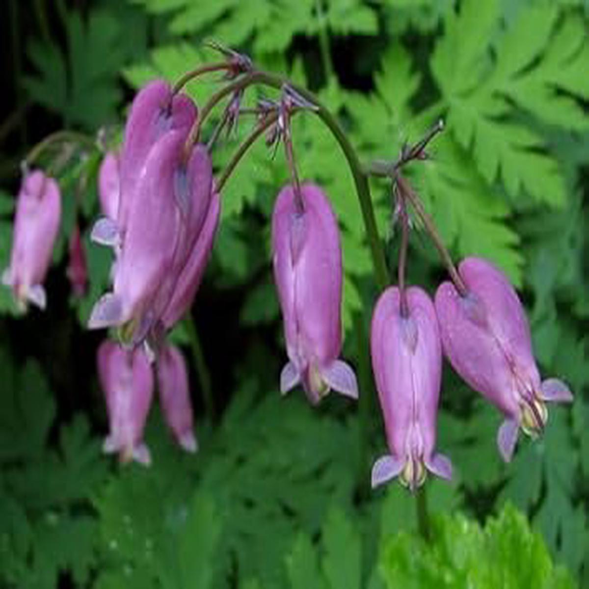 Fringed Flower Seeds for Planting Heirloom, Non-GMO, High Germination Organic Garden Seeds