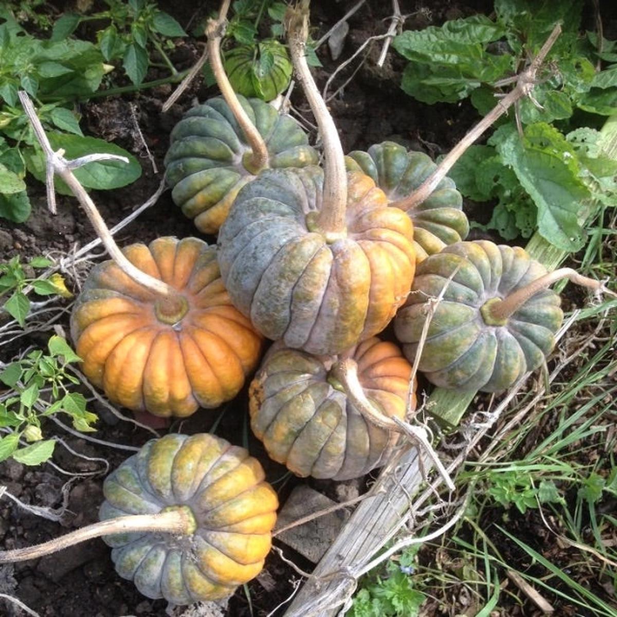 Futsu Squash Seeds for Planting Heirloom, Non-GMO, Nutty-Flavored Winter Vegetable High Germination