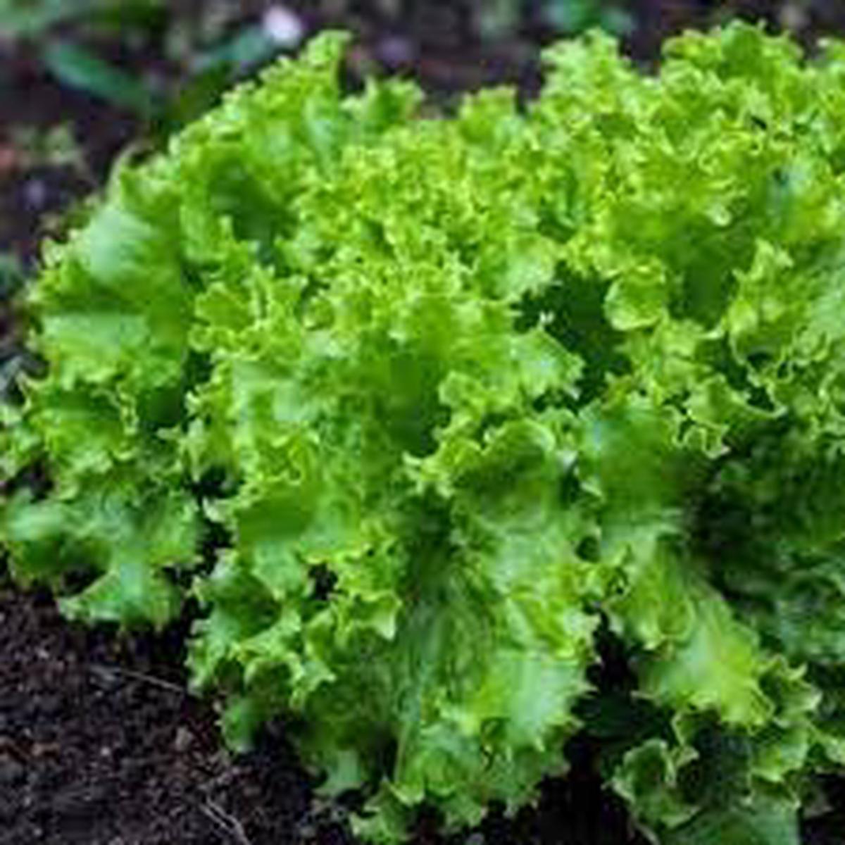 Lactuca Vegetable Seeds for Planting Heirloom Non-GMO Crisp Leafy Greens for Fresh Salads