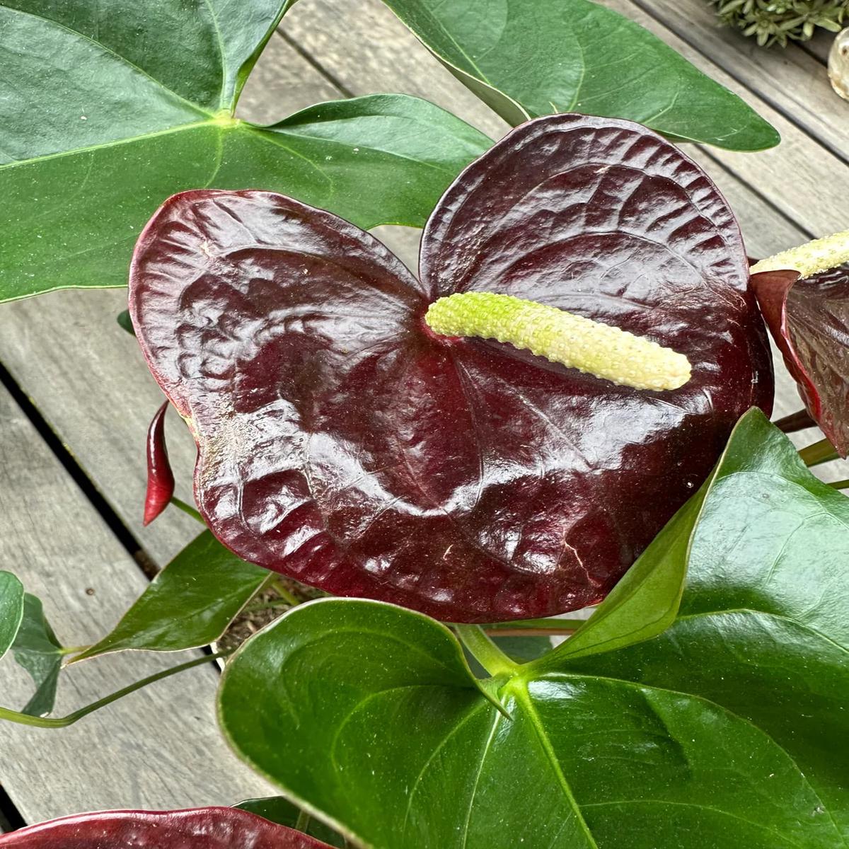 Maroon Anthurium Linden Flower Seeds for Planting Heirloom Non-GMO Seeds, High Germination