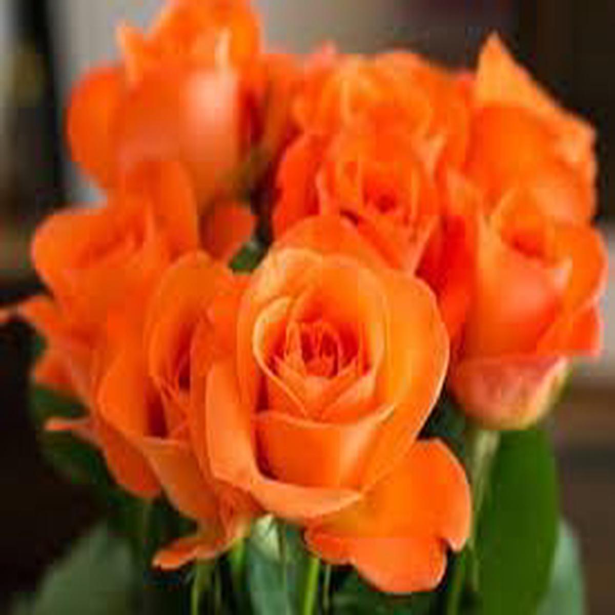 RoseFlower Seeds for Planting Heirloom, Non-GMO, High Germination Organic Garden Seeds