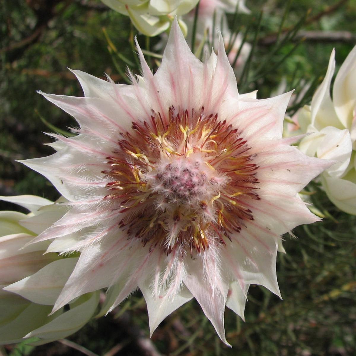 Serruria Flower Seeds for Planting Heirloom, Non-GMO, High Germination Cut-Flower Favorite