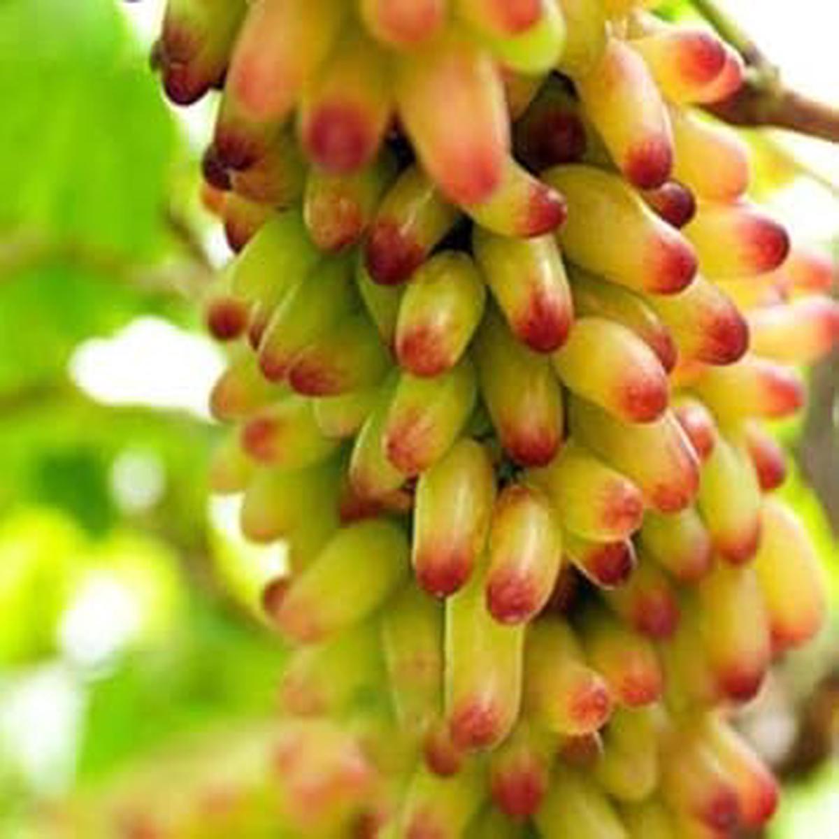 Yellow Red Grape fruit seeds for planting - Heirloom & Non-GMO vibrant vineyard garden seeds
