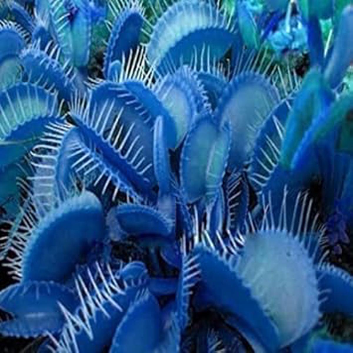 Blue Venus Fly Trap Flower Seeds for Planting | Heirloom Non-GMO High Germination